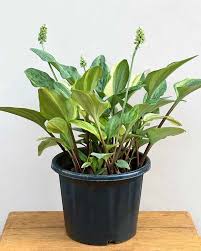 Image result for Drimiopsis