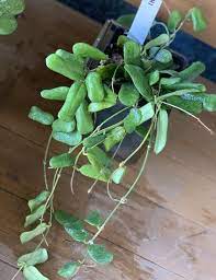 Pre Order Hoya Rotundiflora Collectors Plant Tropical Plant Rare Hoya Square Leaf Established Plant Wax Plant In 2021 Plants Tropical Plants All Plants