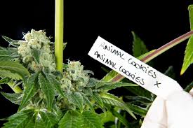 But did you know they are also a great way for the future businesswomen of america to learn about financial and economic literacy? Animal Cookies X Animal Cookies