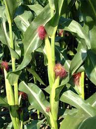 Ca să fim mulţumiţi şi să avem o producţie cât de cât şi cu venit la sfârşit trebuie să căpătăm nu mai puţin de 10 tone în boabe. ProducÈii Record De Porumb Cu O Tehnologie InovativÄ Hotnews Mobile