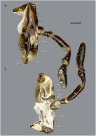 Image result for Isoglossa gregorii