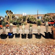 Myrellamyrellaa 🔔subscribe👍 like👇comment😊💞blue wave plants🌿👍6430 mcgill ave, las vegas, nv 89122#bluewaveplant#. Cactus Joe S Blue Diamond Nursery
