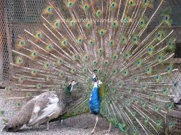 parcali tavuskusu park hayvancilik