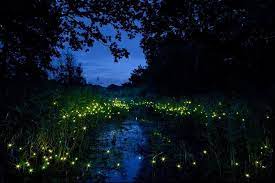 Useful tips for kuala selangor firefly tour. Kuala Selangor Fireflies Boat Ride And Seafood Dinner Tour From Kuala Lumpur