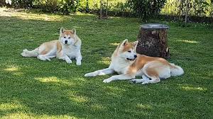 Akita Inu Yavrusu Home Facebook