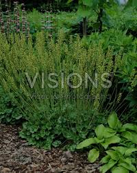 Image result for Heuchera cylindrica Greenfinch