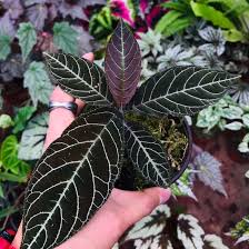 Image result for Ardisia