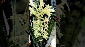 Sansevieria, paşa kılıcı, peygamber kılıcı, kılıç bitkisi gerçekten gece oksijen salgılıyor mu? Safranbolu Peygamber Kilici Cicegim Cicek Acti Bakimi Nasil Yapilir Kiliccicegi Youtube