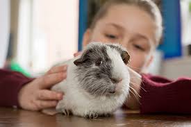 Come see & buy pet guinea pigs for sale at petco. Female Baby Guinea Pigs For Sale Near Me Online Shopping Mall Find The Best Prices And Places To Buy