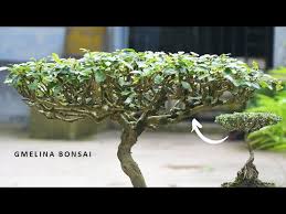 Image result for Gmelina