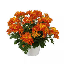 Image result for Erianthemum