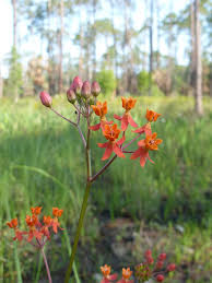 Image result for Asclepias graminifolia