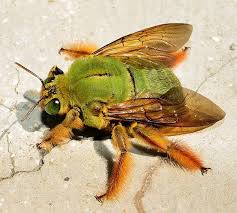 Carpenter Bees Are So Named Because They Excavate Dead Wood As Well As Structura Bees Carpenter Dead Excavate Named In 2020 Bienen Holzbiene Bienenprodukte