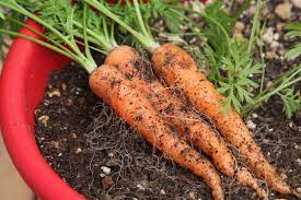 人参の栽培方法 育て方 手入れのコツや収穫時期を解説 プランター 野菜 ニンニク栽培 家庭菜園 プランター