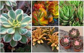 We did not find results for: 26 Stunning Colorful Succulents Photos Garden Lovers Club