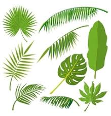 Palm palm tree tropical leaf green coconut leaves nature summer. Jungle Leaf Vector Images Over 65 000