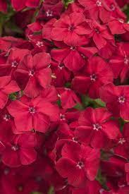 Pin On Container Garden