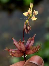 Image result for Utricularia inflexa