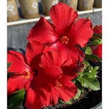 Image result for Hibiscus noldeae
