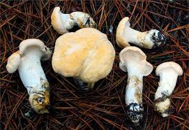 Image result for Dentinum repandum