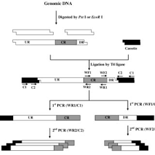 Nn.sequential¶ torch.nn has another handy class we can use to simplify our code: Nn Models And Their Respective Sub Model Performances For The Test Set Download Table