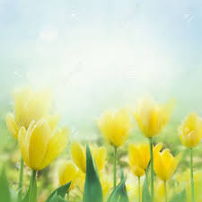 Spring Background With Beautiful Yellow Tulips Stock Photo Picture And Royalty Free Image Image 11341639 Ideal for any project that requires tulip, flower, yellow. spring background with beautiful yellow tulips
