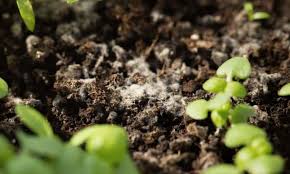 In addition, i have noticed that the humidity has increased in. Why Does My Plant Have Mold On The Soil
