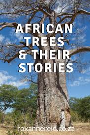 Check spelling or type a new query. 10 Stories About Trees In Africa Roxanne Reid Africa Addict