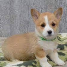 They are sold with limited registration. Corgi Puppies Adorable Corgi Puppies For Sale Near Me Facebook