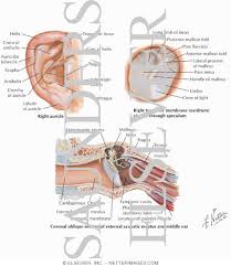 The outer ear is made up of cartilage and skin. Structures Of The External Ear