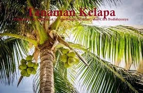 Jarak dan sistem tanam baru untuk kelapa. Tanaman Kelapa Klasifikasi Ciri Morfologi Manfaat Dan Cara Budidaya Dosenpertanian Com
