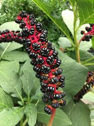 Image result for Phytolaccaceae