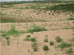 Image result for Schmidtia kalahariensis