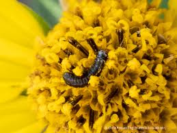 Image result for Pterygota