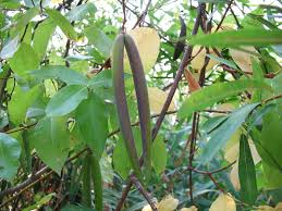 Image result for Pycnobotrya