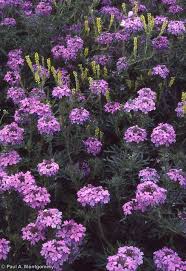 Image result for Verbenaceae