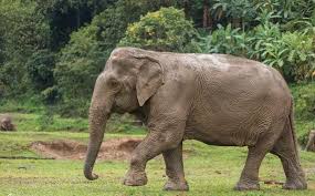 We offer impressive photos with single elephants and breathtaking group pictures of this beautiful animal. Interesting And Fascinating Facts About Elephants Feet And Legs Elephant Nature Park