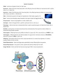 Dominant alleles will produce the phenotype associated with them, even in the presence of another allele. Genetic Vocabulary Allele Dominant Recessive