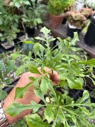 Image result for Cussonia spicata