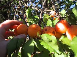 A Quel Moment Doit On Recolter Les Fruits