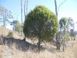 Image result for Elaeodendron