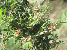 Image result for Indigofera trita
