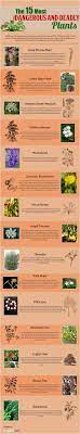 The 15 Most Dangerous And Deadly Plants Infographic Deadly Plants Poisonous Plants Medicinal Plants