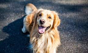 كلاب جولدن مميزات وعيوب كلاب الجولدن ريتريفر popular dog breeds smartest dogs smartest dog breeds