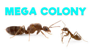 Ant Room Tour Argentine Ants Youtube If it is bigger than usual it is a red carpenter ant even regular red ants have black on their abdomen.