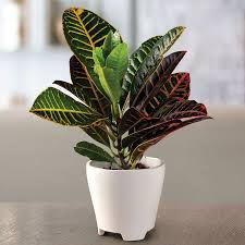 Croton Houseplant