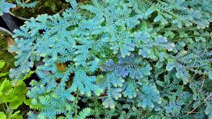 Image result for Selaginella afrorum