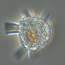 Image result for Nesaea polycephala