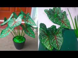 Terima kasih telah membaca kompas.com. Diy Tanaman Hias Keladi Dari Plastik Kresek Youtube Di 2021 Tanaman