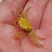 Kepiting terdapat di semua samudra dunia. Kepiting Hias Kuning Rare Yellow Air Tawar Shopee Indonesia